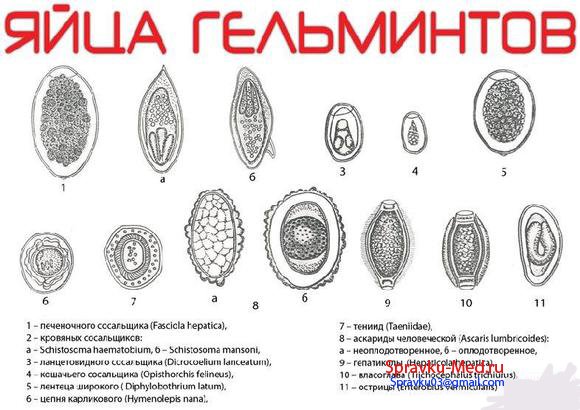 виды анализов